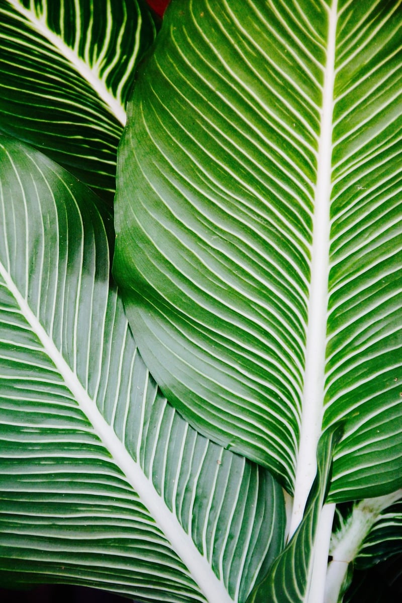 Tropical Oasis Wall